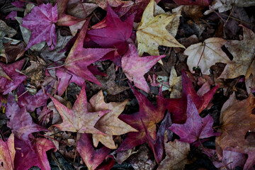 大坂府吹田市の紅葉