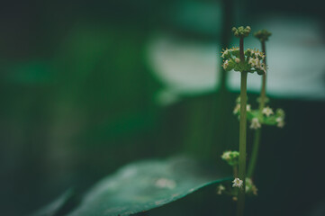 Delicate Green Plant with Small Flowers in Natural Setting