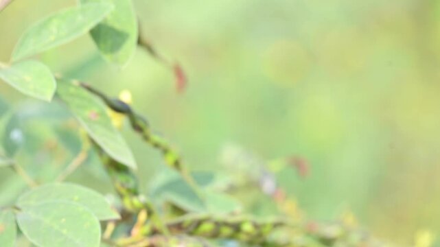 Pigeon pea or Cajanus cajan pods. It&nbsp;is a perennial&nbsp;legume&nbsp;from the&nbsp;family&nbsp;Fabaceae&nbsp;native. The pigeon pea is widely cultivated in tropical regions around the world.