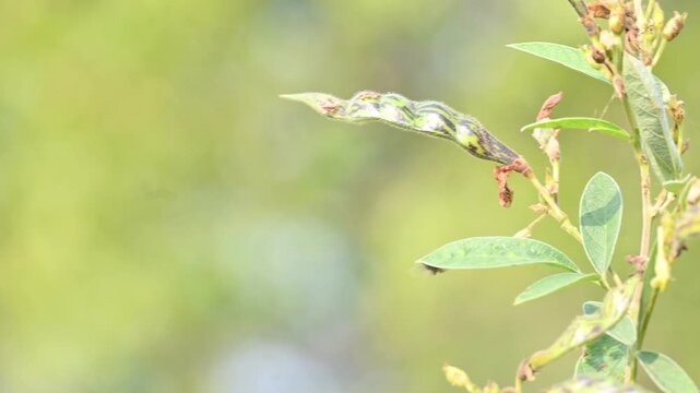 Pigeon pea or Cajanus cajan pods. It&nbsp;is a perennial&nbsp;legume&nbsp;from the&nbsp;family&nbsp;Fabaceae&nbsp;native. The pigeon pea is widely cultivated in tropical regions around the world.