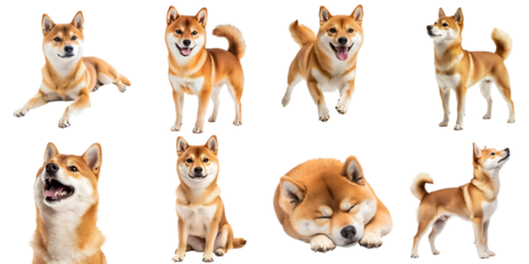 Set of cute Shiba Inu dogs in various poses and from different angles, isolated on a transparent background PNG