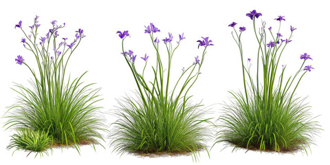 Three delicate purple wildflowers with green grass isolated on transparent background