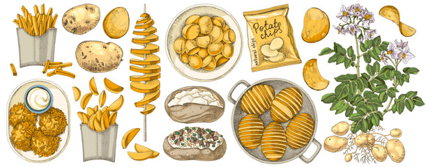 Potato dishes sketched vector illustrations