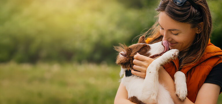 Woman Kissing Border Collie Puppy Outdoors. Smiling woman in an orange vest holds her Border Collie puppy in her arms while the dog licks her face in a sunny green park.  - Powered by Adobe