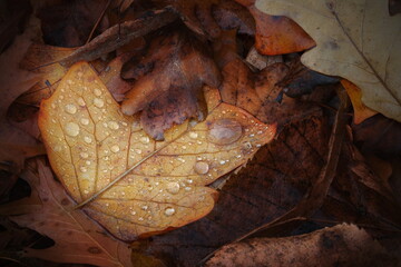 Blatt mit Wassertropfen