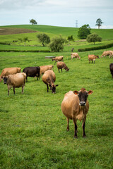 Herd of Jersey and Jersey cross dairy cows grazing in green grass