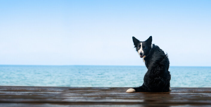 Wet border collie sitting on wooden pier by the sea. A wet black and white border collie sits on a wooden pier by the sea, turning its head back toward the camera against a clear blue sky. - Powered by Adobe