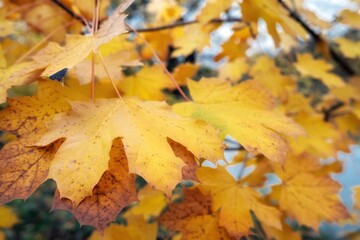 autumn leaves on the ground