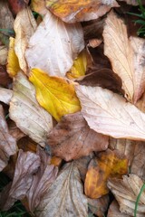 autumn leaves on the ground