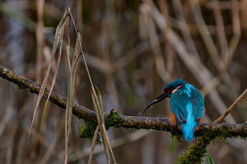 Kingfisher in profile with Fish 2
