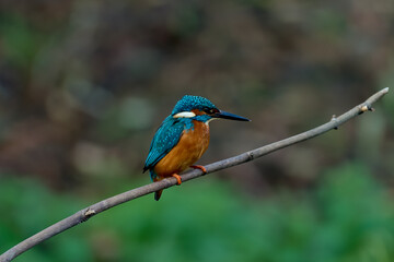 Kingfisher in profile