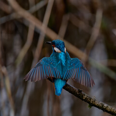 Kingfisher wings spread open from back