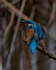 Kingfisher wings spread open in profile