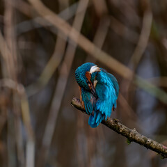 Kingfisher Preening 5