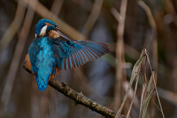 Kingfisher Preening 1