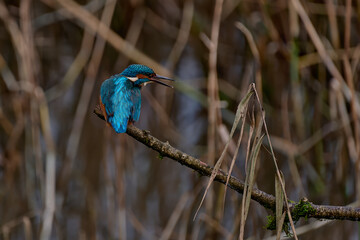 Kingfisher