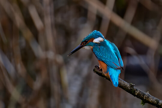 Kingfisher in profile