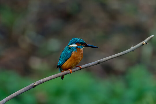 Kingfisher in profile