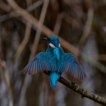 Kingfisher wings spread open from back