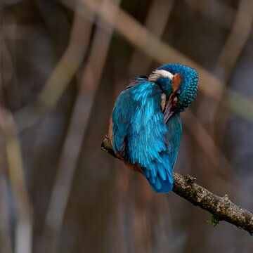 Kingfisher Preening 3