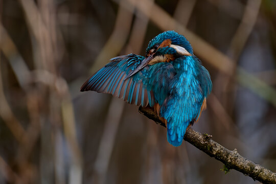 Kingfisher Preening 2