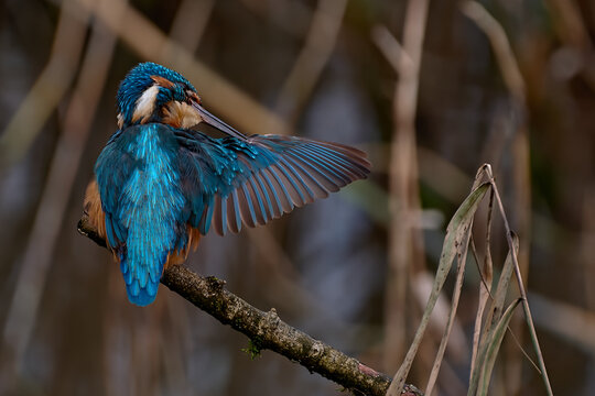Kingfisher Preening 1