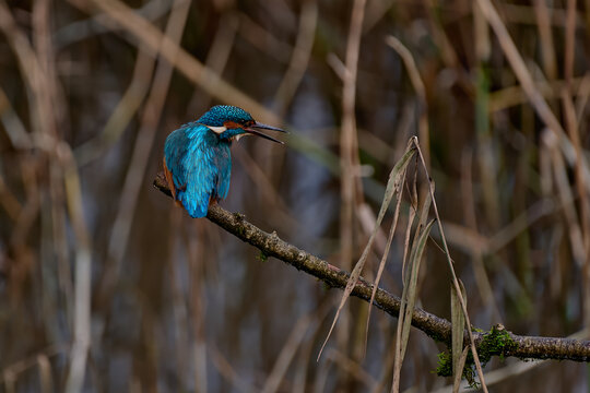 Kingfisher