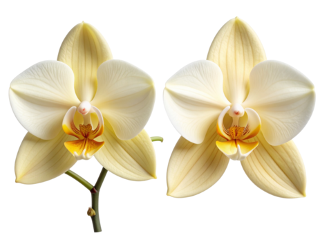 Elegant White Vanilla Flower Pair – Botanical Illustration Series, isolated on transparent background