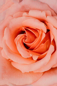 pink rose close up