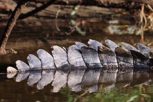 Australian Saltwater Crocodile Daintree River Queensland, Australien