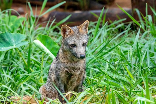 Wild dog, crab-eating fox, Cerdocyon thous, graxaim, lobinho. South American wild animal.