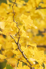 初冬の銀杏の葉のアップ12