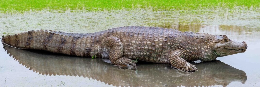 Giant Brazilian alligator resting on the edge of the swamp.
