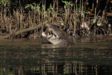Fototapeta premium Australian Saltwater Crocodile Daintree River Queensland, Australien