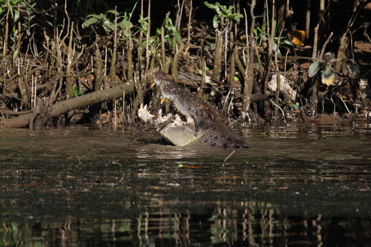 Australian Saltwater Crocodile Daintree River Queensland, Australien