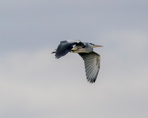 common grey heron coasting in flight.