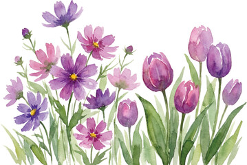 Soft watercolor painting of pink and purple cosmos and tulips in a lush spring garden against a light white background