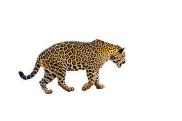 Majestic Jaguar Isolated on White