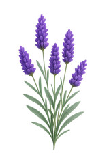 Realistic Lavender Flower Illustration Isolated on Transparent Background for Botanical Design, Herbal Medicine, Aromatherapy Graphics and Aromatherapy Projects, Detailed Purple Lavender Sprig PNG