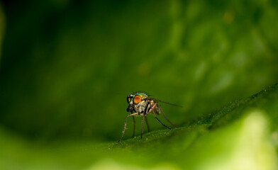 Close up of a metallic green brightly coloured fly
