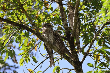 tawny frogmouth (Podargus strigoides)  Queensland, Australia