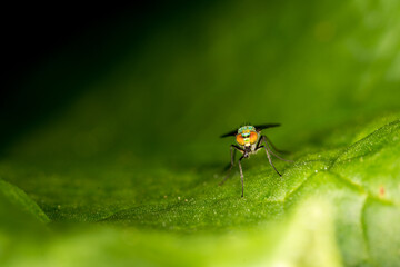 Close up of a metallic green brightly coloured fly