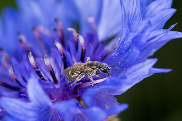 Close up of a hairy colletid bee, of the plaster bee family, collecting nectar and pollen from a...