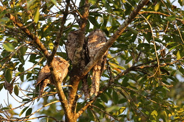 tawny frogmouth (Podargus strigoides)  Queensland, Australia