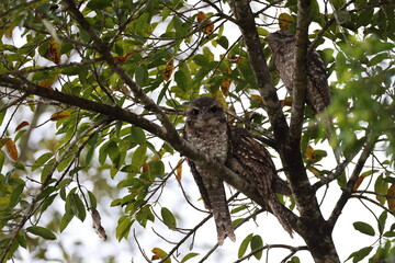 tawny frogmouth (Podargus strigoides)  Queensland, Australia