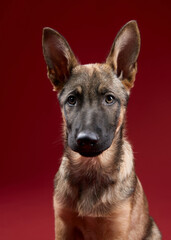 A close-up portrait of a wolfdog puppy against a bold red background. The strong eye contact makes the image captivating.