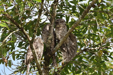 tawny frogmouth (Podargus strigoides)  Queensland, Australia