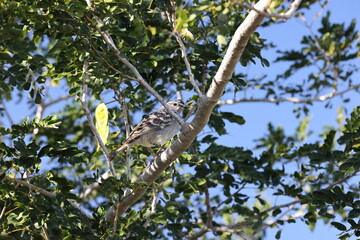 great bowerbird (Chlamydera nuchalis)  Queensland, Australia