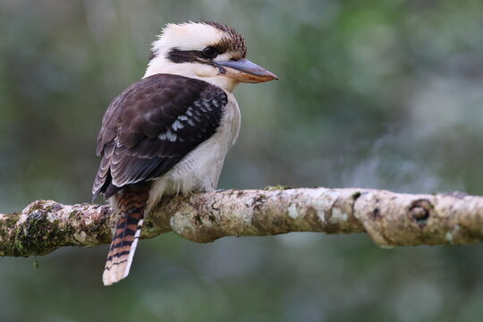 laughing kookaburra (Dacelo novaeguineae) Queensland , Australia