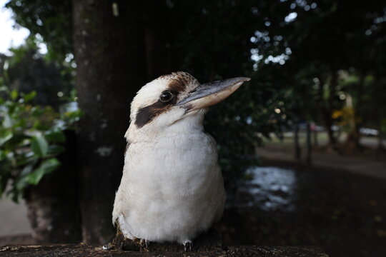 laughing kookaburra (Dacelo novaeguineae) Queensland , Australia